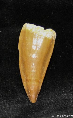 Inch Mosasaurus Tooth #1102